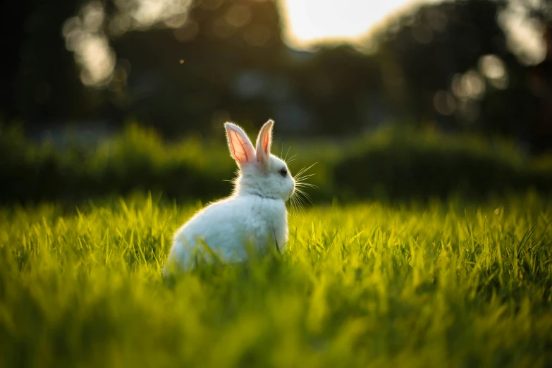 the bunny is sitting in tall green grass