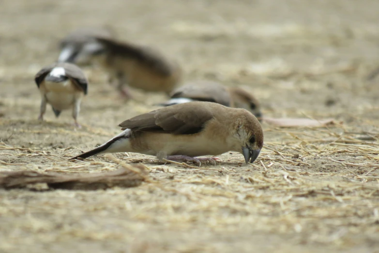 a bunch of birds that are standing on some straw