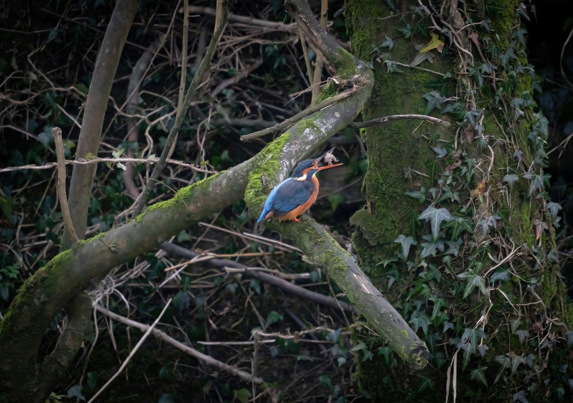 the large blue bird is perched on a mossy tree nch