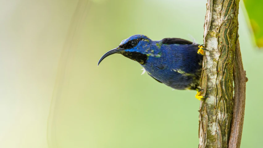 a small bird standing on the side of a tree