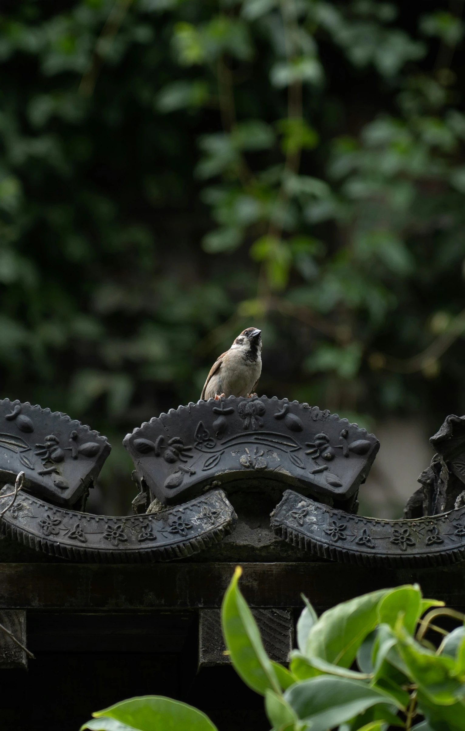 a bird sitting on a fence near some trees