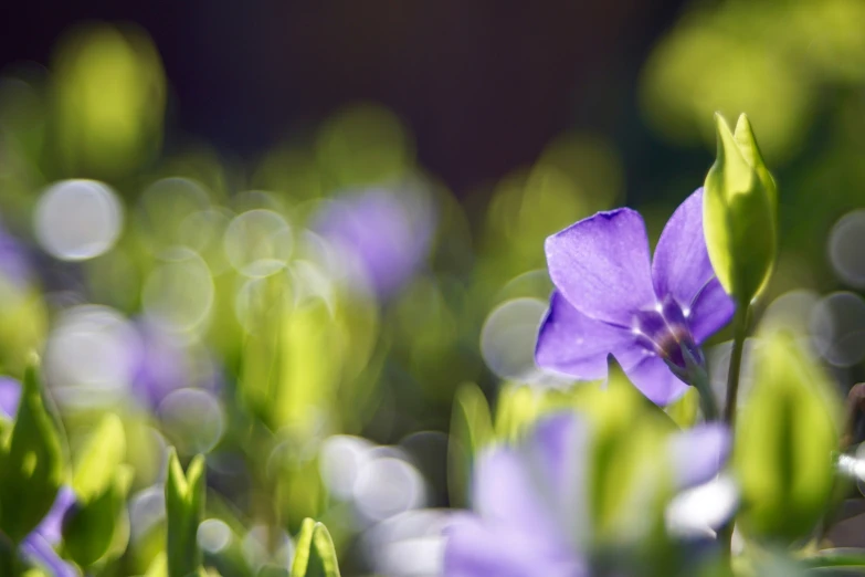 a small purple flower surrounded by many leaves