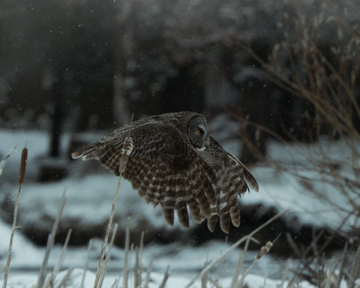 a owl flies through the air over some snow