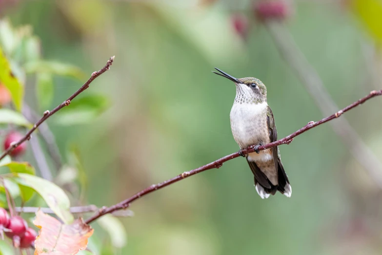 a small bird sitting on top of a nch