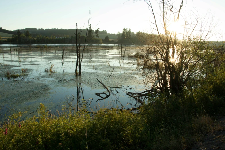 trees that have been stump in some kind of pond