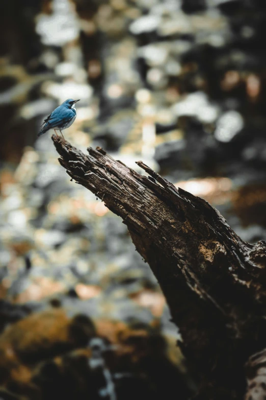 small blue and black bird perched on a tree nch