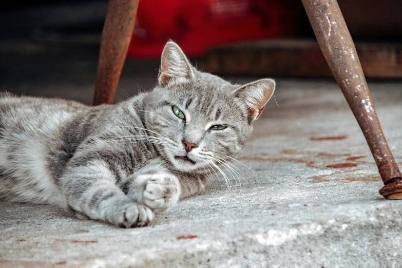 a gray cat laying under a wooden table