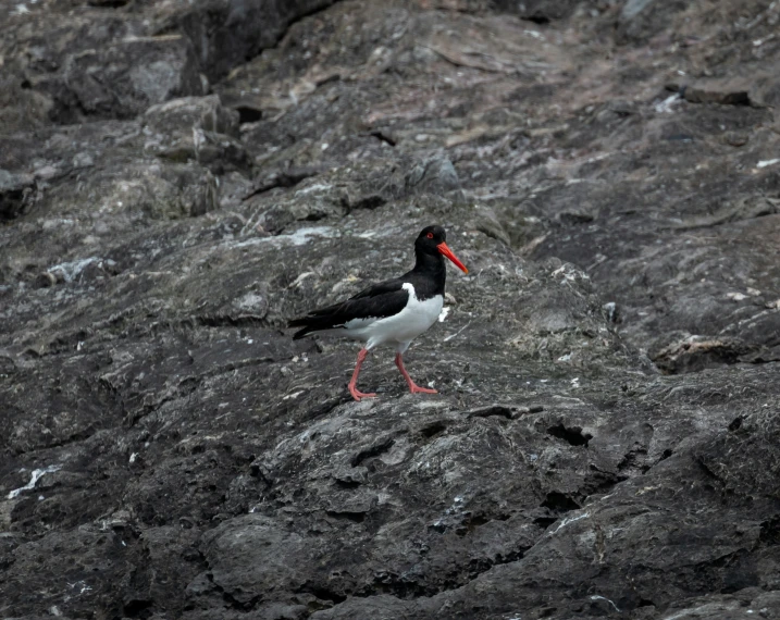 a seagull stands on some dark rocks