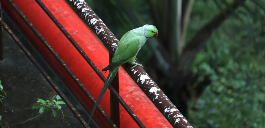 a green parrot sits on top of an iron fence