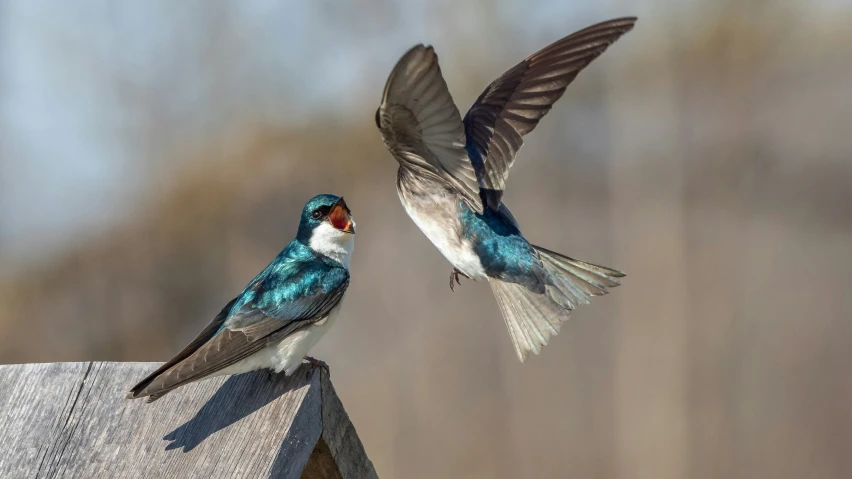 two small birds feeding off the roof of a birdhouse