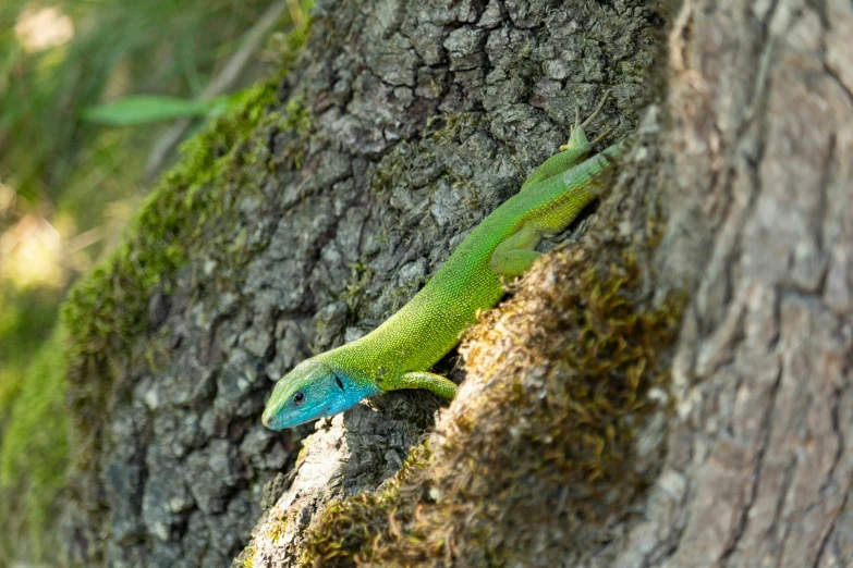 an up - close po of a lizard with a green head and blue body