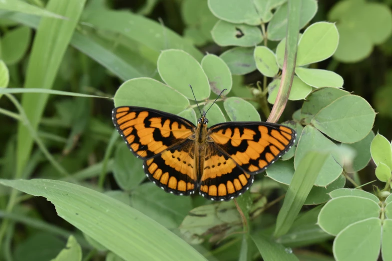 an orange and black erfly is on a leaf