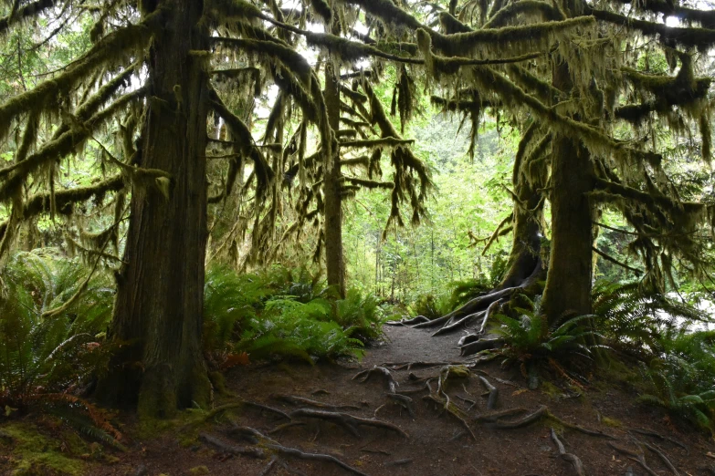 several trees with moss on them in a forest