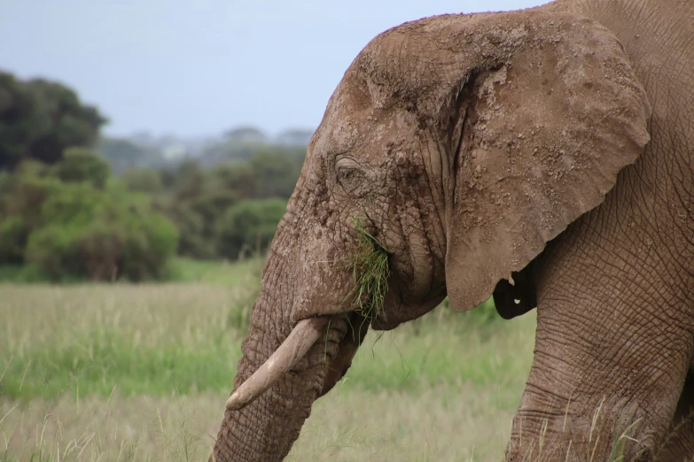 a large brown elephant standing in a grass covered field