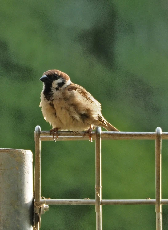 there is a small bird sitting on the metal bars