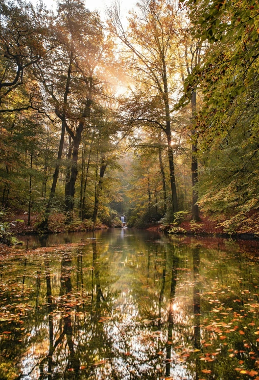 fall trees with leaves on the ground and a creek in front