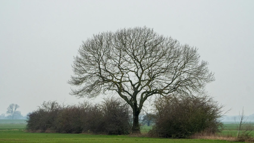 two animals sitting in the grass under a tree