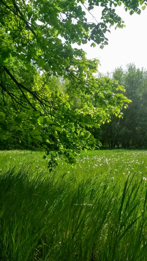 a field with some grass and trees