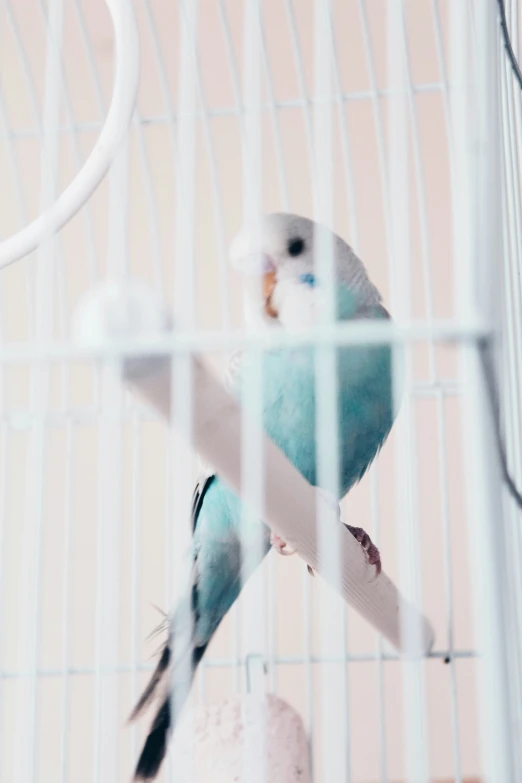 two blue and grey birds sitting in a cage