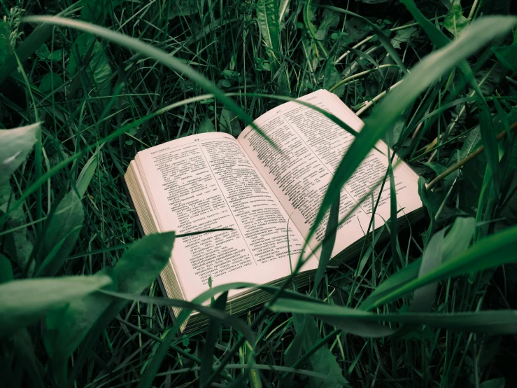 open book lying on the ground in tall grass