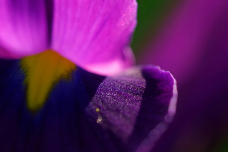 a bright purple flower that is outside