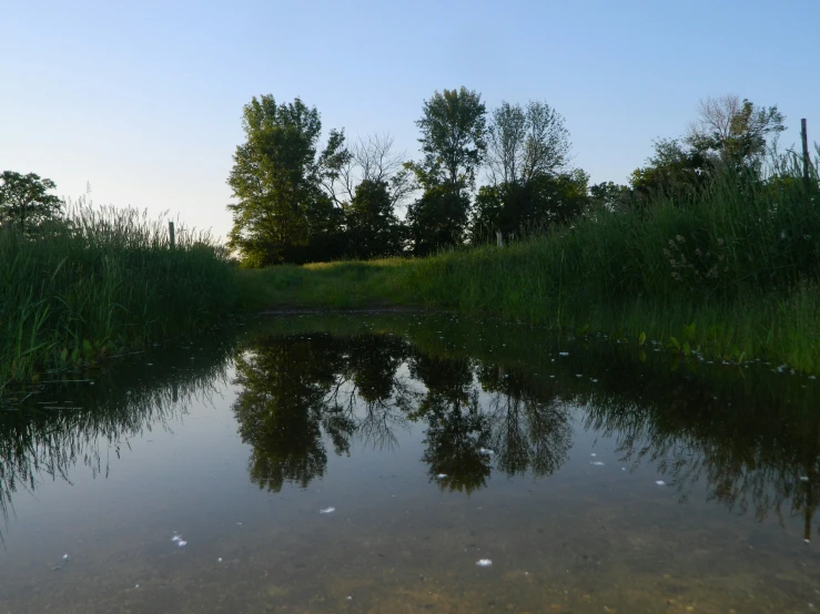 a small body of water with a tree line in the background