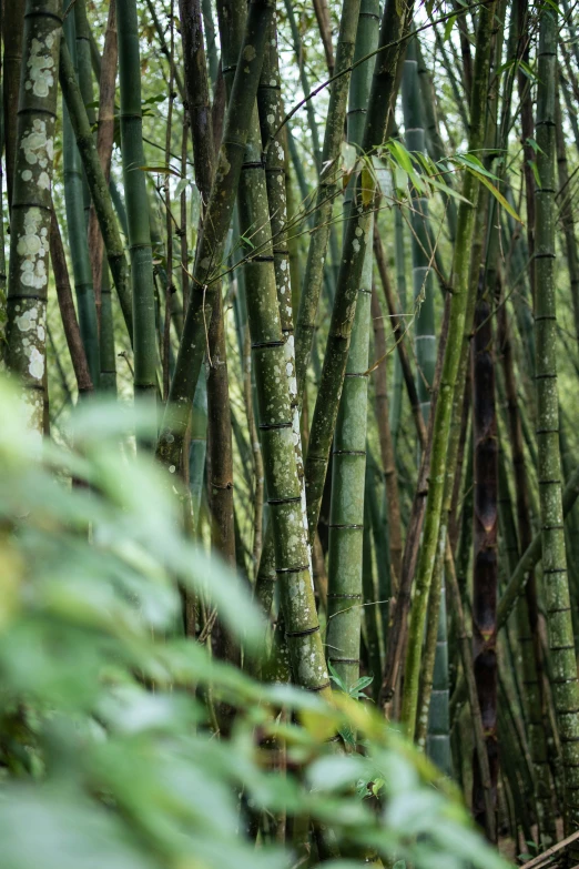 a bamboo grove with white and green plant in the foreground