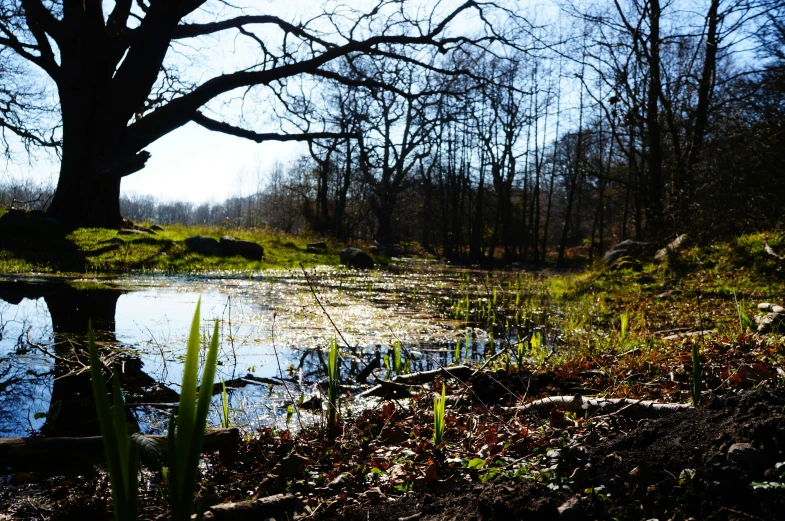 a creek in the woods near a tree