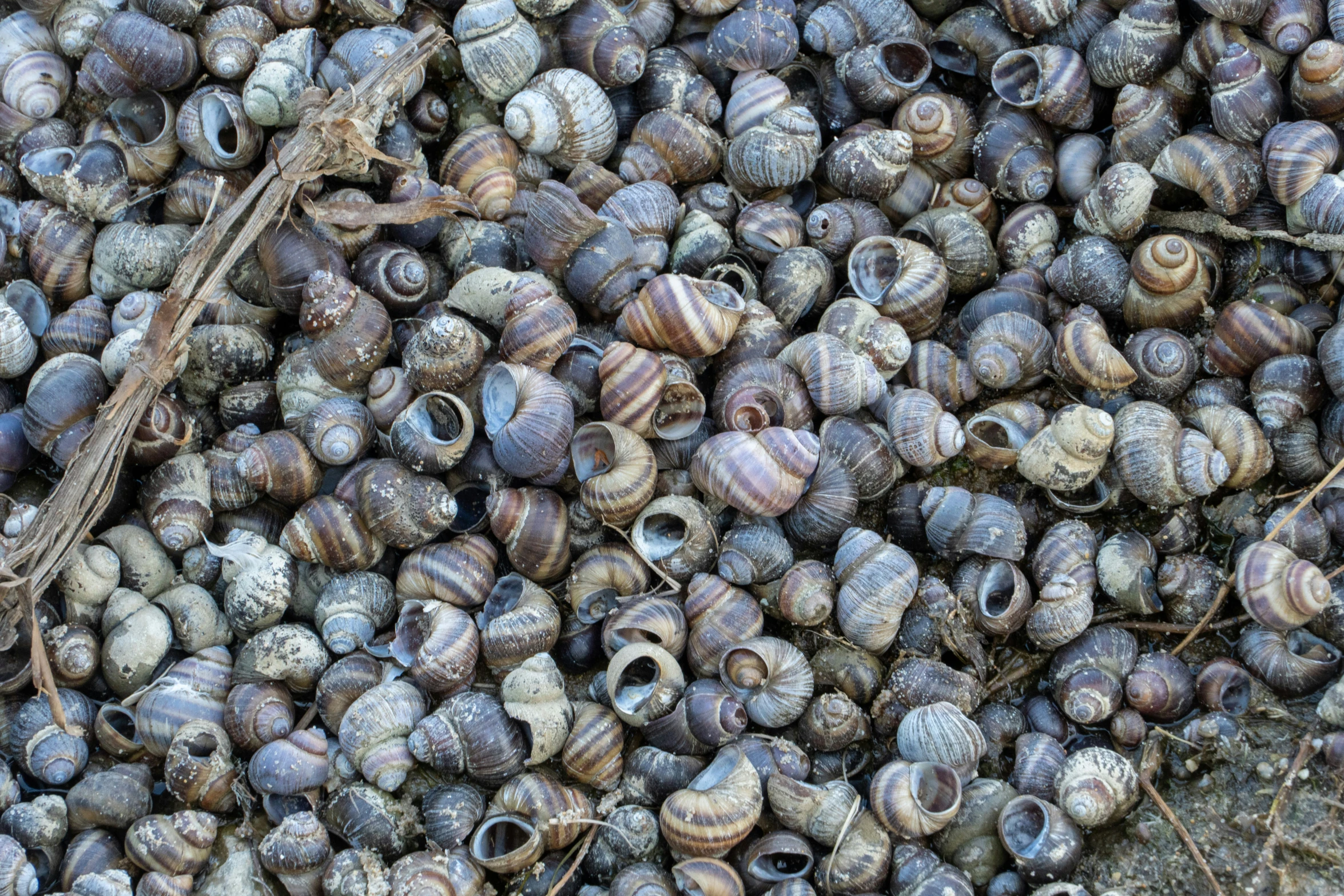 snails all over the ground to eat on