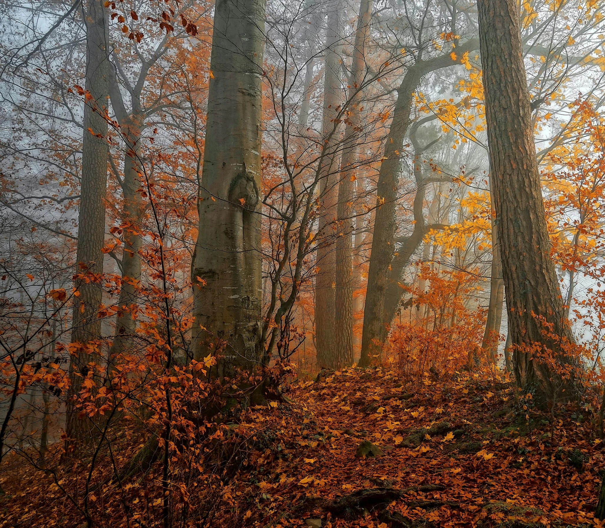 trees covered with leaves in the fog in an autumn forest