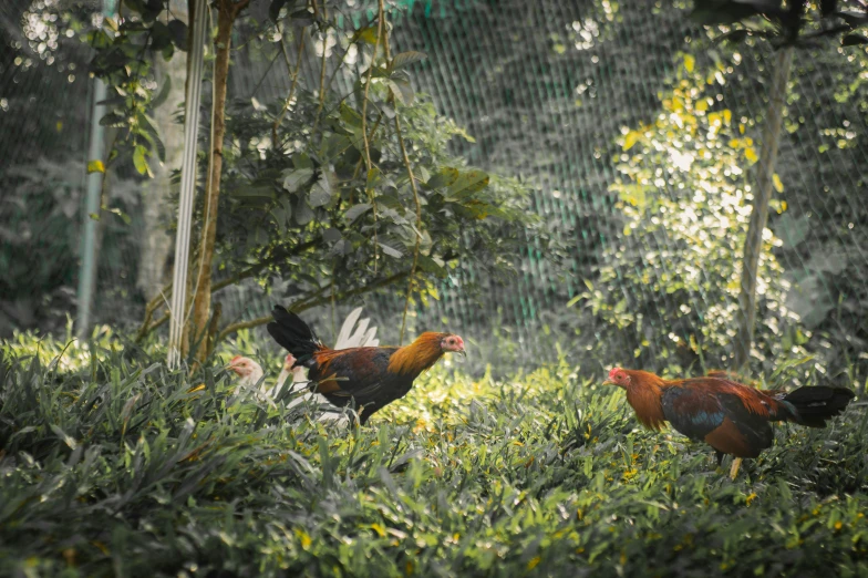 two chickens are walking along the ground in a grassy area