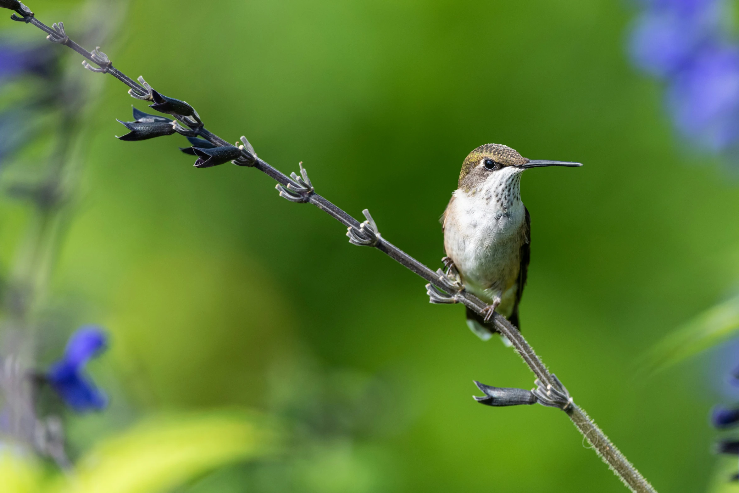 a hummingbird perched on a twig with some blue flowers