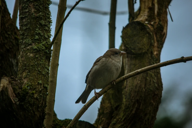 a bird is sitting on a tree nch