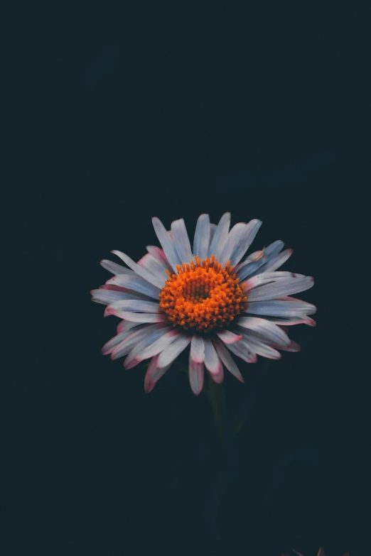 a flower sitting in the center of a dark room