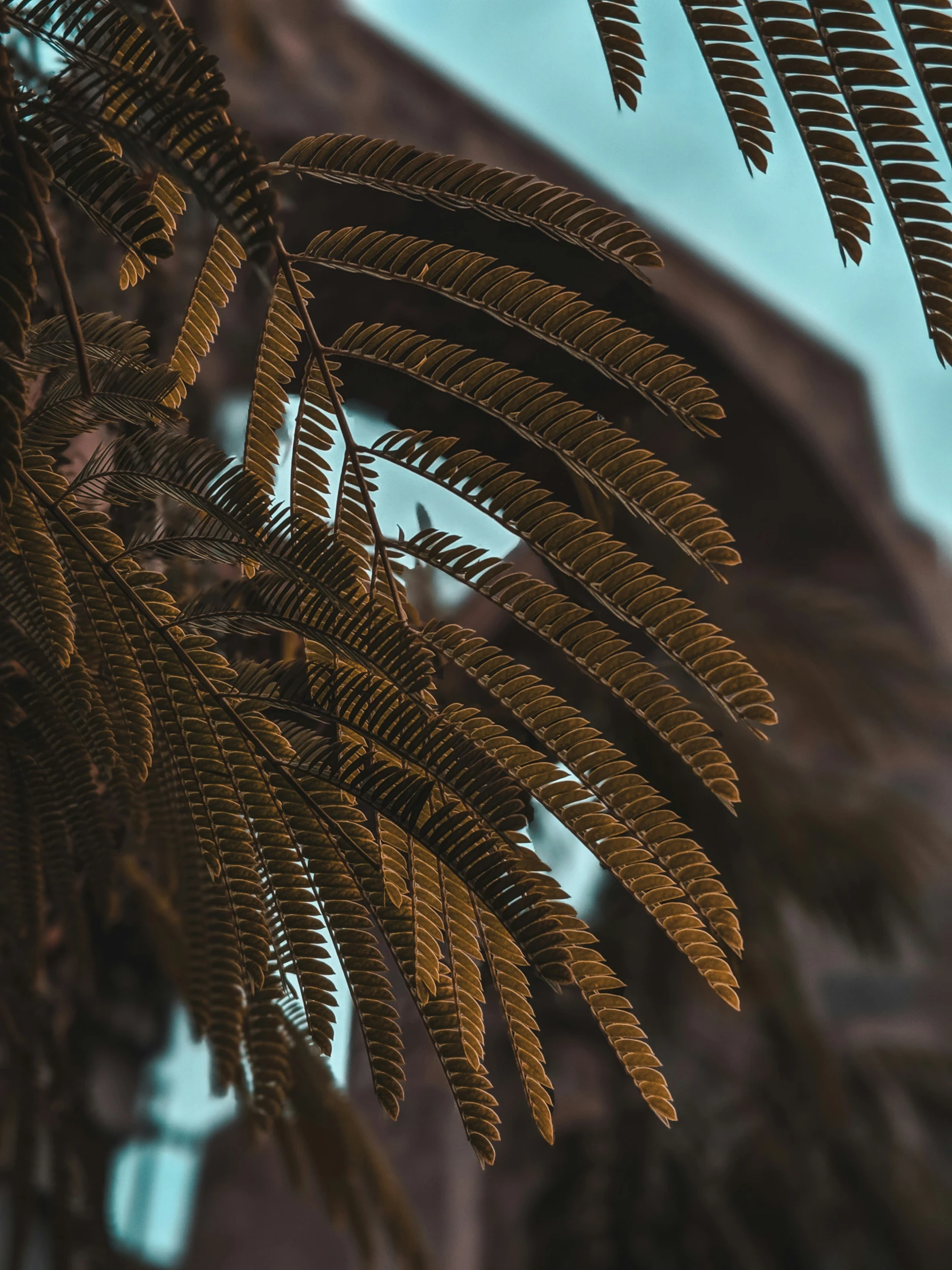 a palm leaf that has a clock tower in the background