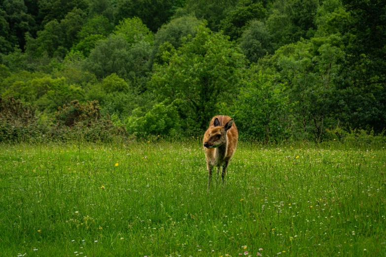 the large dog is running in a meadow with trees behind it