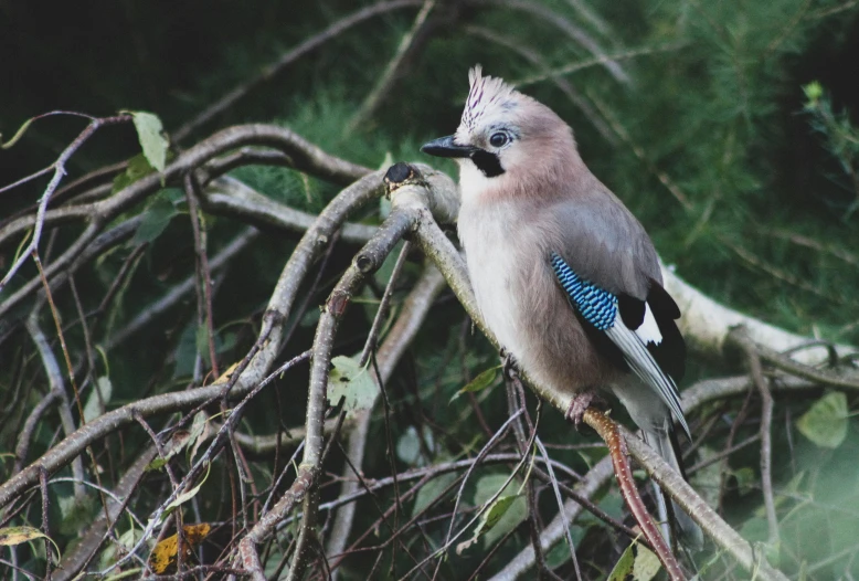 a blue, grey and white bird is perched on a tree nch