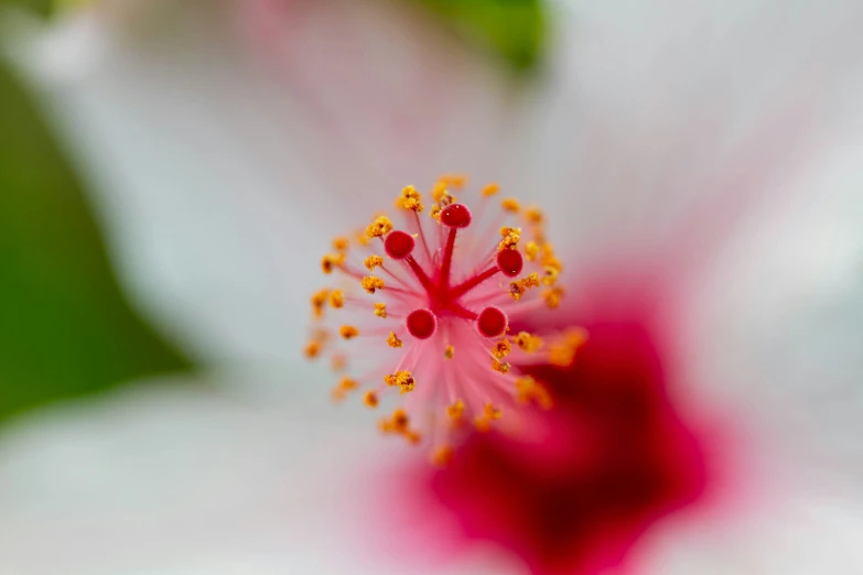close up view of a flower with red stamen