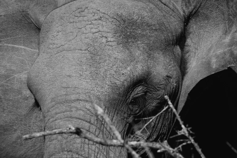 a black and white po of an elephant's head