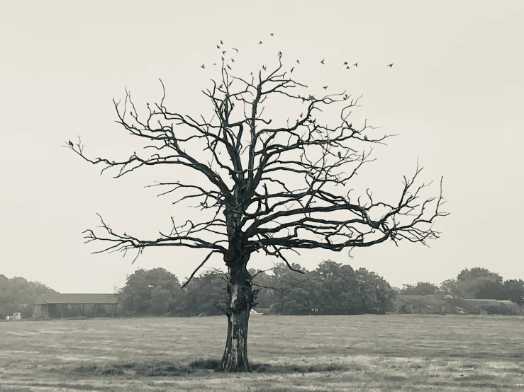 black and white po of a tree in an open field