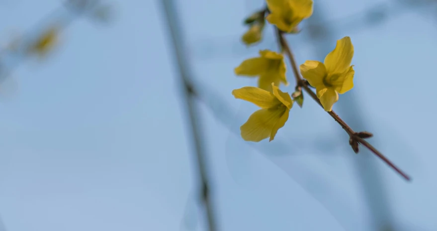 yellow flower buds are blooming on a nch
