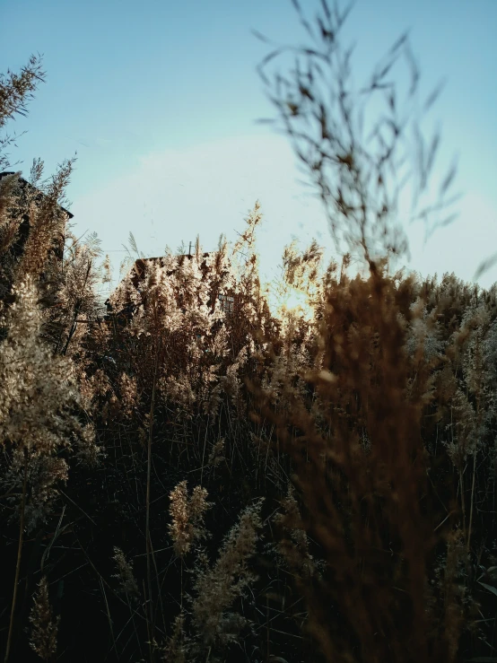 the view of the trees from the woods behind them