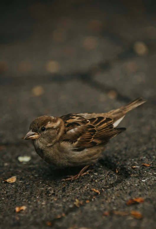 a small brown bird sitting on the ground