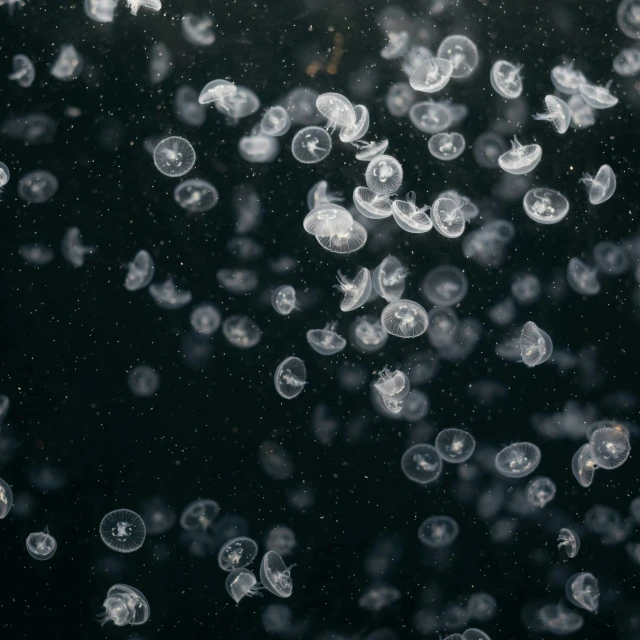 a bunch of jellyfish floating in water under a cloudy sky