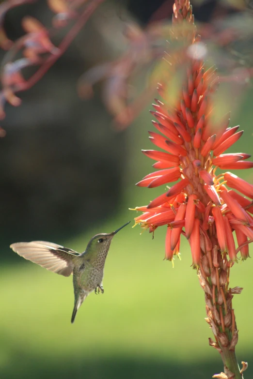 a humming bird flying with its mouth open near a flower