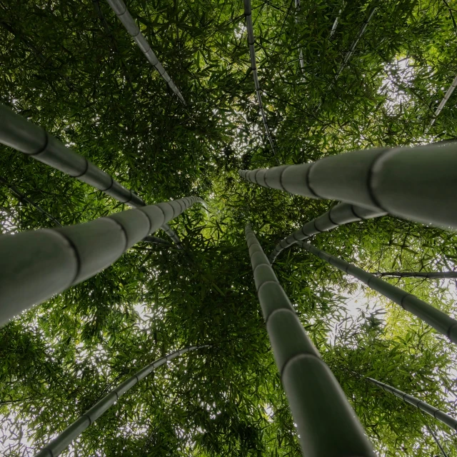 there are many trees looking upward into the sky