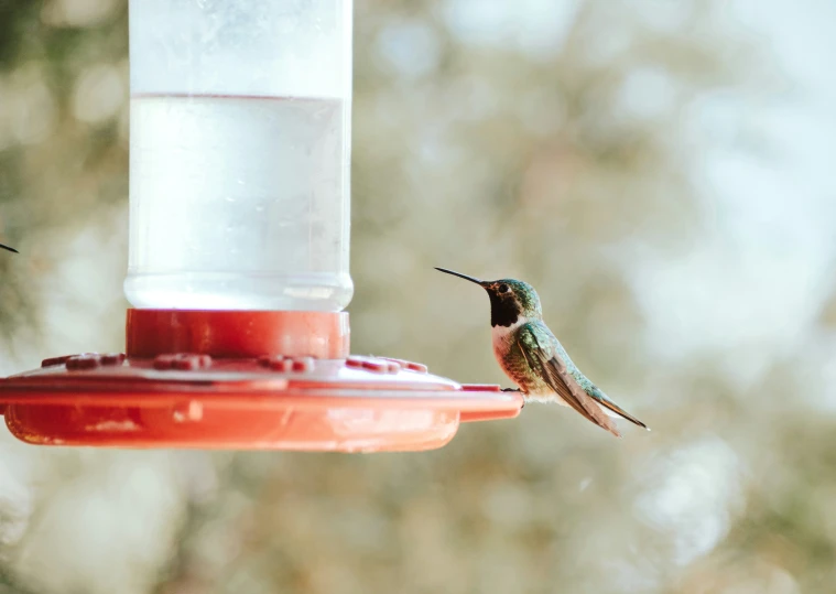 a hummingbird perches on the side of a bird feeder