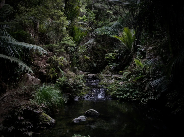 a creek is flowing in the middle of a dense forest