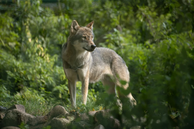 a wolf standing on top of a green field