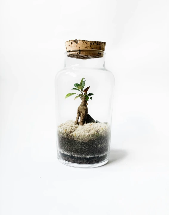 a bottle that has a plant in it
